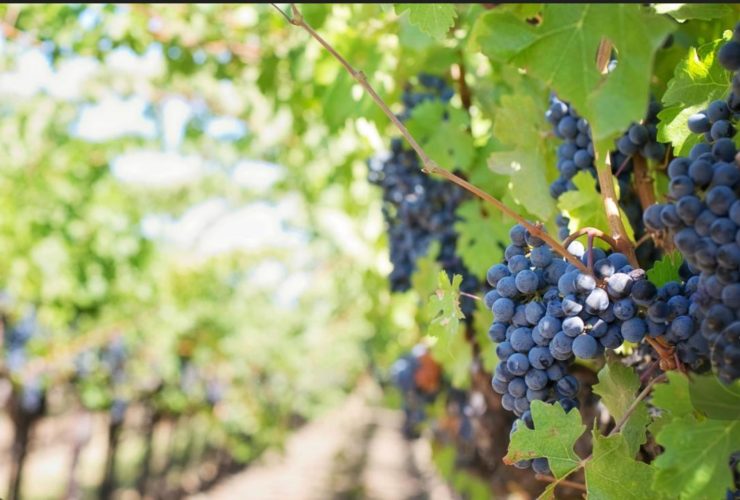 Château / Vineyard à Vendre